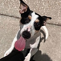 adopt a pet
