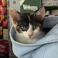 adopt a pet