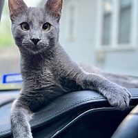 adopt a pet