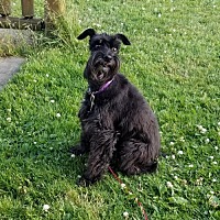 speaking of dogs rescue