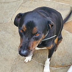 Photo of Gunner