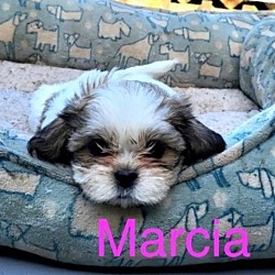 Photo of Marcia (Brady)