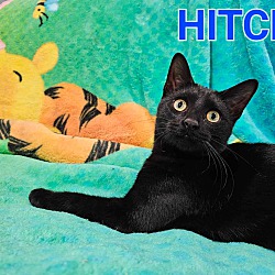 Thumbnail photo of Hitch #1