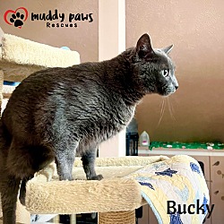 Thumbnail photo of Bucky #4