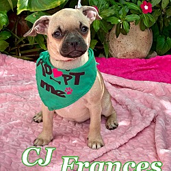 Thumbnail photo of CJ Frances #1