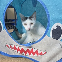 adopt a pet