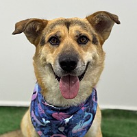 adopt a pet