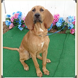 Marietta, GA - Bloodhound. Meet PENELOPE a Pet for Adoption - AdoptaPet.com