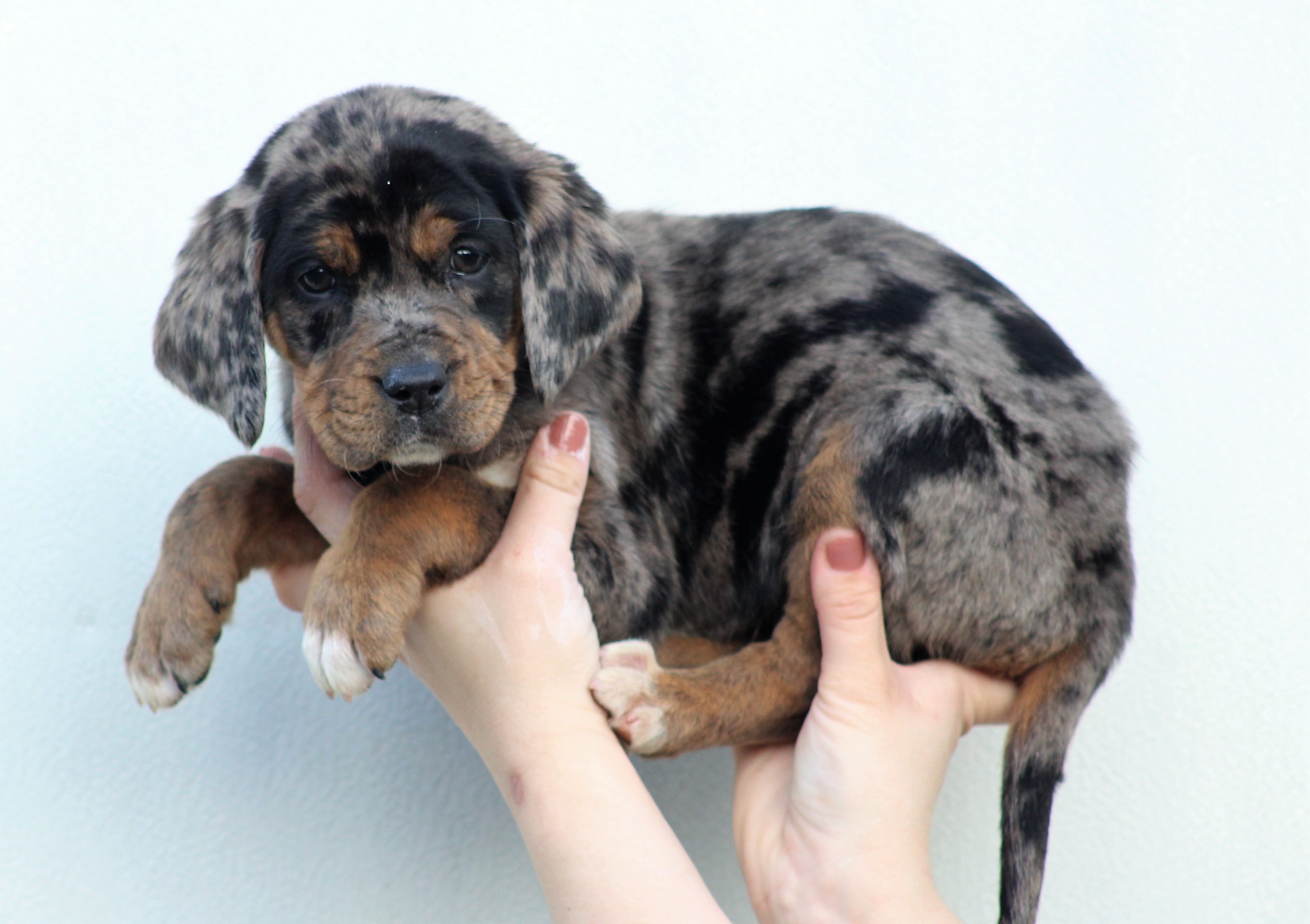 Starkville Ms Bloodhound Meet Bertha A Pet For Adoption