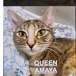 Photo of Queen Amaya