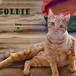 Thumbnail photo of Goldie #2