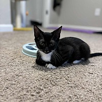 adopt a pet