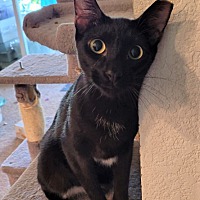 adopt-pet
