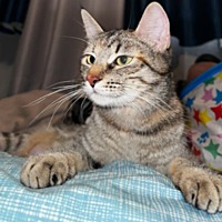adopt-pet