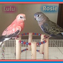 Thumbnail photo of Rosie and Lulu #1