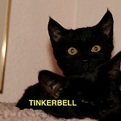 Thumbnail photo of Tink,  Violet, Piper #2