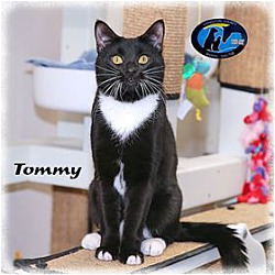 Thumbnail photo of Tommy #1