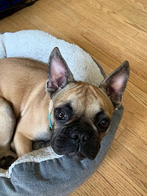Chicago Il French Bulldog Meet Moose A Pet For Adoption