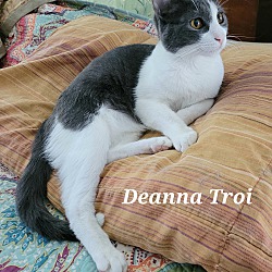 Thumbnail photo of Deanna Troi #2