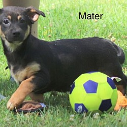 Photo of Mater