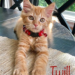 Photo of Twill