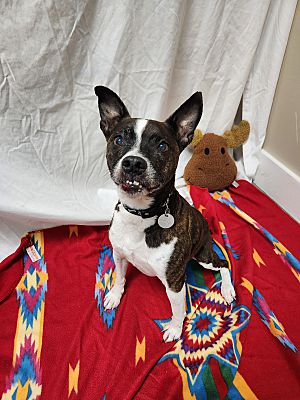 Hawk Point MO Jack Russell Terrier Boston Terrier. Meet Frodo a
