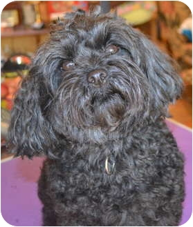 Greensboro Nc Yorkie Yorkshire Terrier Meet Hogan A Pet For