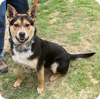 blue heeler shiba inu mix