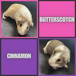 Photo of Butterscotch and Cinnamon