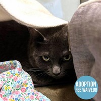 adopt a pet
