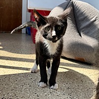 adopt a pet