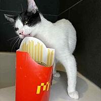 adopt a pet