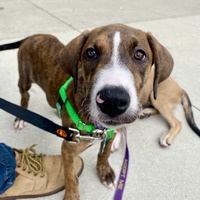 adopt a pet