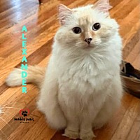 adopt a pet