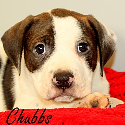 Thumbnail photo of Chubbs~adopted! #4