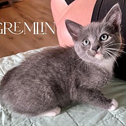 Photo of Gremlin