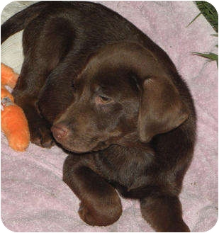 Brooksville, FL - Labrador Retriever. Meet PUPPIES! LAB MIX a Dog for Adoption.