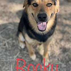 Thumbnail photo of Rocky #1