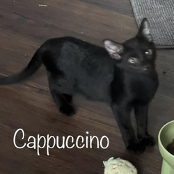 Thumbnail photo of Cappuccino #2