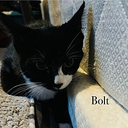 Thumbnail photo of Bolt #3