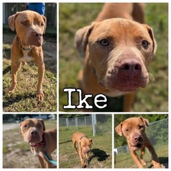 Thumbnail photo of Ike #2