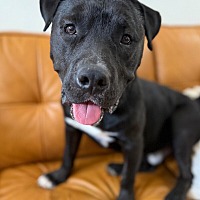 adopt a pet