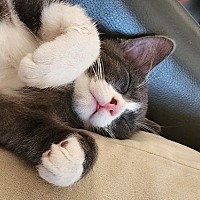 adopt a pet