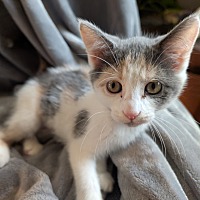 adopt-pet