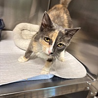 adopt a pet