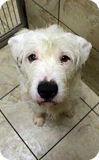 pitbull standard poodle mix