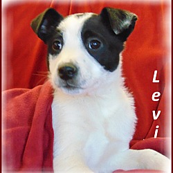 Thumbnail photo of Levi- Adoption Pending #2