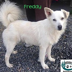 Thumbnail photo of Freddy - Adopted  August2016 #1