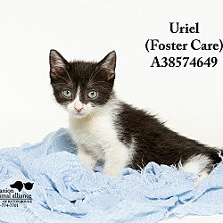 Thumbnail photo of Uriel (in a foster home) #2