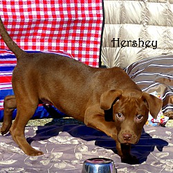 Thumbnail photo of Hershey ~ meet me! #3